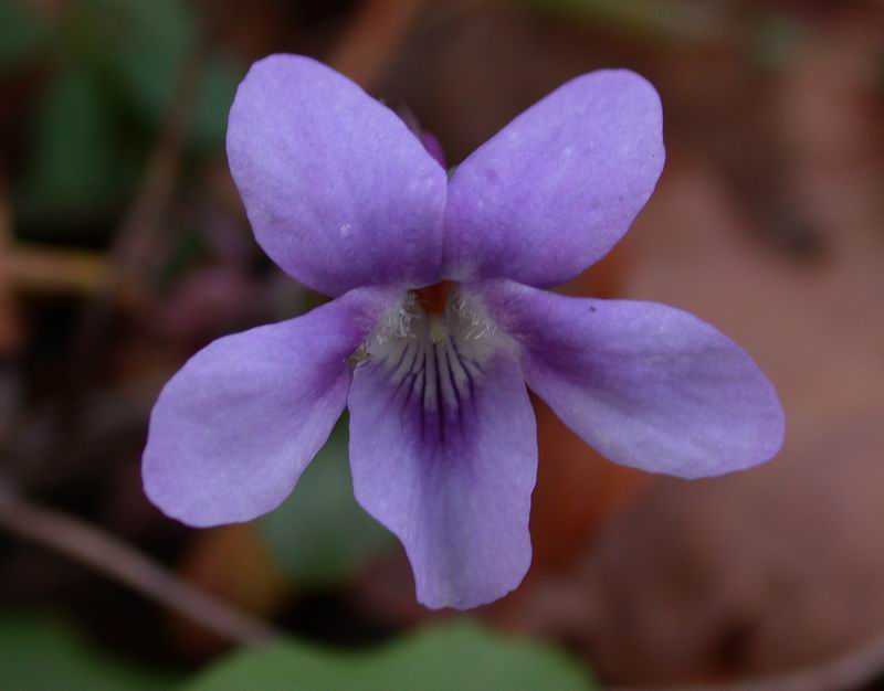 Viola sp.